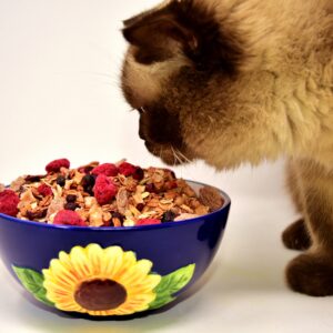 La Guía Definitiva de Alimentación para Gatos