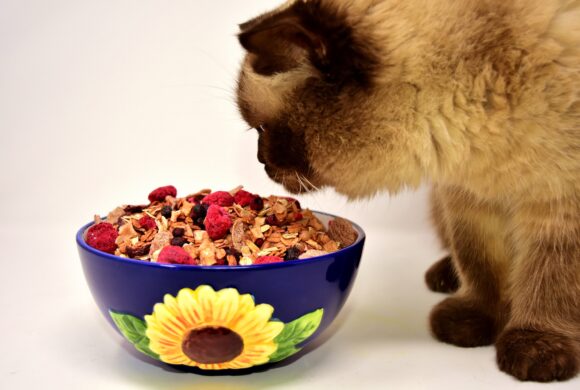 La Guía Definitiva de Alimentación para Gatos